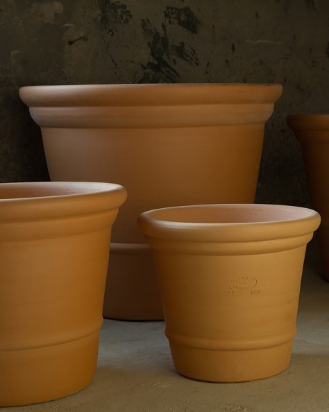 Pot Camelia