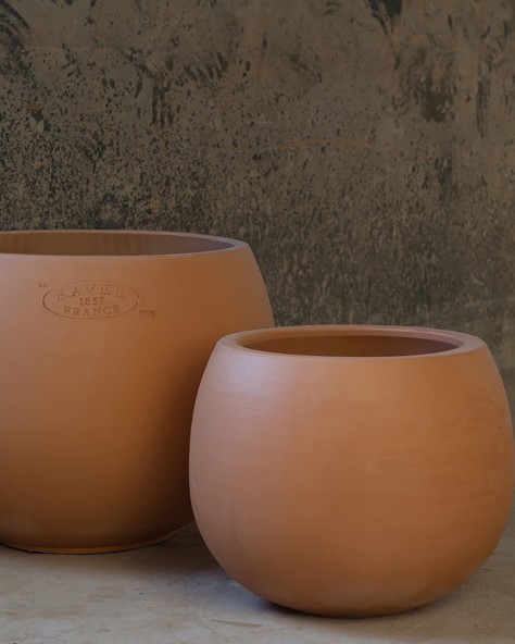Vase Cosmos