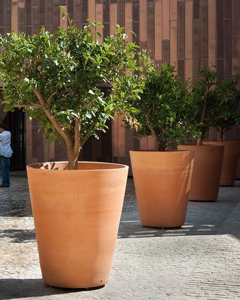 POT CYCAS LISSE